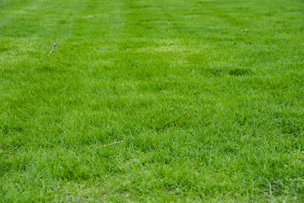 Dany Riera: Der neue Kapitän von Eintracht Frankfurt